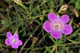 Image result for Geigeria filifolia