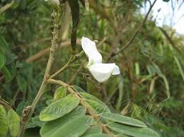 Image result for Tephrosia praecana