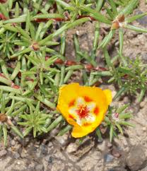 Image result for Portulaca kermesina