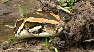 Different lists have varying criteria and definitions, so lists from different sources disagree and can be contentious. Python Stalks Alligator 01 Dangerous Animals In Florida Youtube