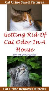 Cat Peeing Out Of Couch Female Cat Spraying Everywhere Cat Pee Cleanses Best Way To Get Cat Pee Smell Out Of Carpet Ca Cat Spray Cat Urine Smells Cat Pee Smell