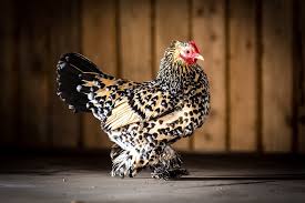 We did not find results for: Complete Cochin Chicken Guide 6 Must Read Facts Chickens And More