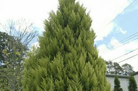 常緑樹とは 低木や広葉樹など庭木におすすめの種類は Horti ホルティ By Greensnap