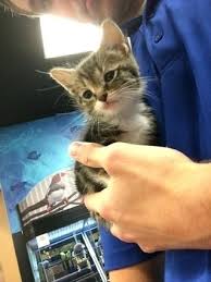 These products from petco's collections will keep your cat healthy & fit. Courageous Cat Cold Medicine Petsmart Pics Beautiful Cat Cold Medicine Petsmart For So This Is Mischief On The Day That She Was Found In A Box Of Kittens That