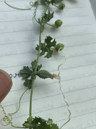 Image result for Momordica pterocarpa