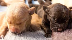 Newborn puppies will spend their first few weeks in the box or pen in which they were born, so it's your veterinarian can recommend the type and amount of food to feed your nursing mother. How To Take Care Of Newborn Puppies