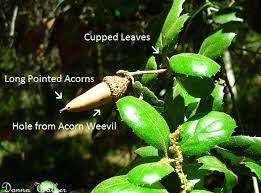 Lindsay caesar, horticulture department, clemson university. Acorns Of California Oak Trees And The Acorn Weevil