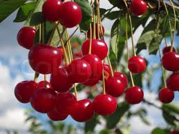 Plant in full sun, and space 16' apart. Red Cherries On A Tree Branch Stock Image Colourbox