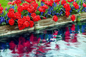 Sumday administration, llc, a bny mellon company, provides program management, recordkeeping and administrative support services for dreamahead. Red Tulips Blue Grape Hyacinths Muscari Flowers Reflection Skagit Valley Farm Washington State Pacific Northwest Stock Photo Picture And Royalty Free Image Image 14294035