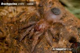 Image result for Brachyachne simonsii