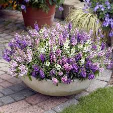 Angelonia Seeds Serena Mix At Dobies Angelonia Dobies Mix Seeds Serena In 2020 Patio Plants Garden Containers Container Gardening