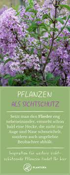 Plants As Privacy Our Top 15 For Garden Balcony Plants As Privacy Lilacs The Least Know That You Can Raise Lilac Pflanzen Bepflanzung Balkon Pflanzen