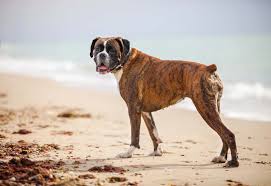 Boxer Kopek Turleri Kopek Boxer