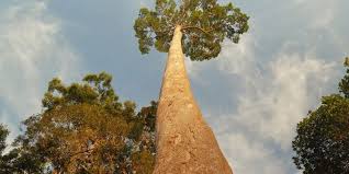 Check spelling or type a new query. The 10 Tallest Trees In The World Where To See Them