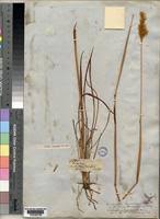 Image result for Eriochrysis