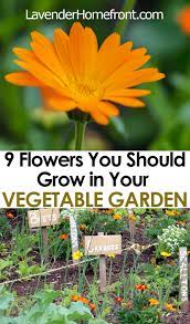 It's better to be thrilled by what you produce in a small garden than be frustrated by the time commitment. 9 Flowers You Should Plant In Your Vegetable Garden