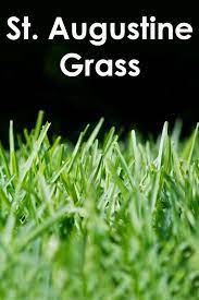 Quiet Corner St Augustine Grass Quiet Corner A Robust Warm Season Grass St Augustine Grass Stenotaphrum Sec St Augustine Grass Warm Season Grass Lawn Care