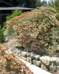 Image result for Eriosema angolense