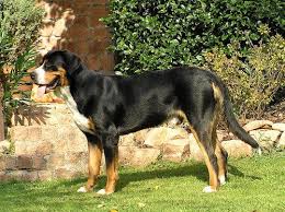 Greater Swiss Mountain Dog Vs Bernese Mountain Dog The