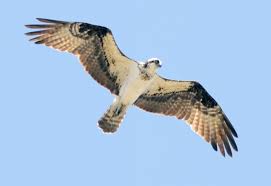 Birds Of Prey Cape Cod Ma Osprey Flies Over Hyannis Ron Schloerb Cape Cod Times Cape Cod Times Cape Cod Hyannis
