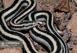 Image result for Loxodera bovonei