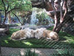 Things To Do In Las Vegas Other Than Gamble Tanama Tales Rhino Animal Secret Garden Las Vegas Wildlife Photography