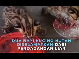 Berbagai macam pilihan dijual kucing hutan tersedia untuk anda, seperti jerman, jepang. Dua Bayi Kucing Hutan Diselamatkan Dari Perdagangan Liar Youtube