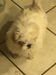 Found 30 puppies ads from youngstown, ohio, us. Blanco Shih Tzu Puppy For Sale In Youngstown Oh Happy Valentines Day Happyvalentinesday2016i
