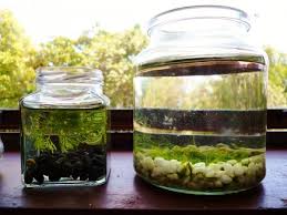 No Tech Pico Jars Bowls Aquaponics Fish Diy Fish Tank Aquaponics