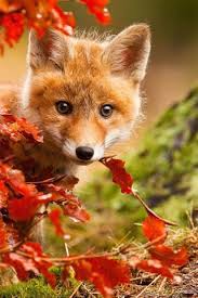 Search free fox wallpapers on zedge and personalize your phone to suit you. Cute Fox In Autumn Red Leaves 750x1334 Iphone 8 7 6 6s Wallpaper Background Picture Image