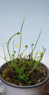 Image result for Utricularia appendiculata
