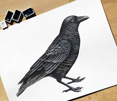5 Best Free Bird Drawing Courses Classes 2021 January Join now, we will teach you how to draw!