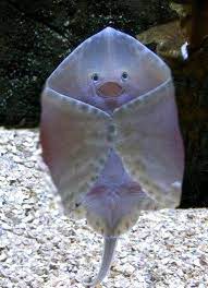 Cute Baby Stingray Beautiful Sea Creatures Animals Beautiful Baby Stingray