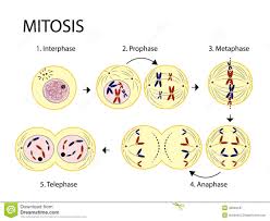 Ill get around to it but the answers are within the text of the. Mitosiscolor Stock Vector Illustration Of Blue Anaphase 42694187