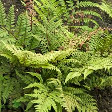 Image result for Athyrium annae