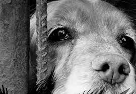 Canil do vale ferro registado na dgav, no cpc e fci tem disponível ninhada de perdigueiro português. Covilha E Dos Dez Concelhos Do Pais Que Mais Animais Eutanasia No Canil
