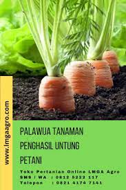 Palawija Tanaman Penghasil Untung Petani Tanaman Petani Benih Tanaman