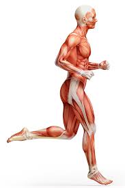 Picture Man Muscle Run Human Anatomy White Background 640x960