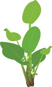 Image result for Alismataceae