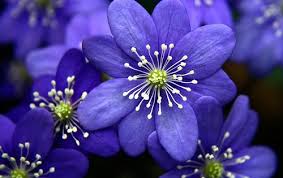 Pin On Flowers