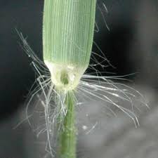 Image result for Eragrostis cylindriflora