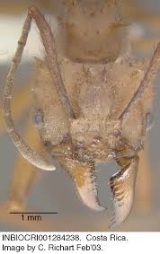 Image result for Acrotome hispida