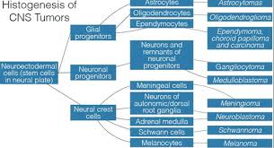 Cns Pns Tumors Flashcards Quizlet