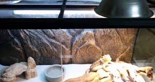 Bearded Dragon Lighting Guide Faqs Setup Pet Care Advisors Do you turn off uvb at night?