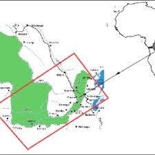 Image result for Antrophyum mannianum