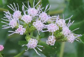 Image result for Chromolaena