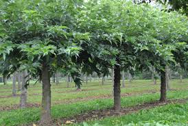 Image result for Morus