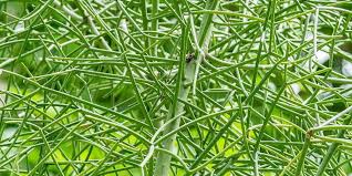 सप्तला saptala, सातला satala, marathi: Manfaat Tanaman Patah Tulang Menyembuhkan Patah Tulang Hingga Mengobati Berbagai Macam Penyakit