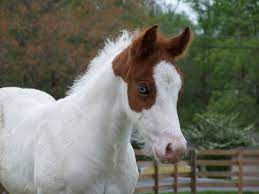 Sacred Paint Horse Markings General Horse Talk Horses Horse Markings Indian Horses