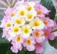Pin By J C On Gardening Tips Lantana Plants Flower Pots